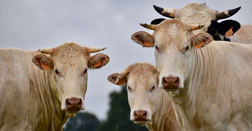 Поголовье и производство основных продуктов животноводства в хозяйствах всех категорий Республики Бурятия в 2019 году