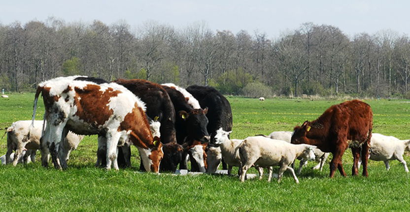 О расходе кормов скоту и птице за 2019 год